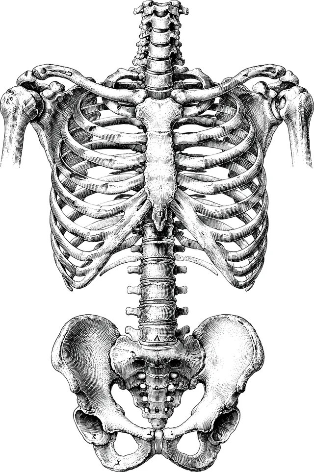 Ilustración a tinta del esqueleto humano: caja torácica, columna y pelvis.